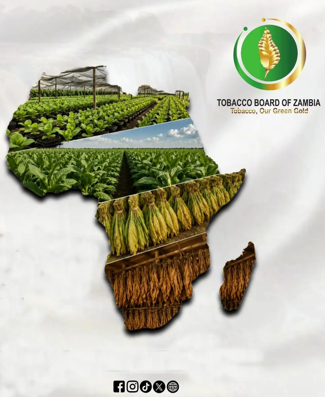 Healthy green tobacco leaves
